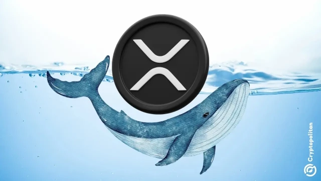 XRP sees 2,802 whale transactions over $100k, highest in three months