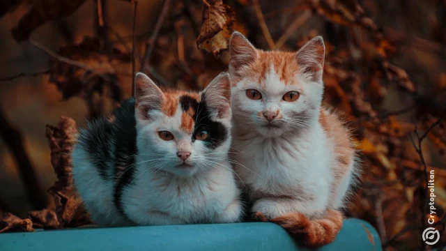 Thumbnail for article: Crypto millionaire in China blames 200 cats for losing millions