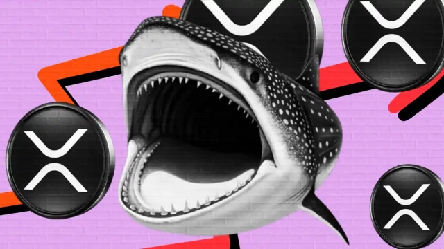XRP Sees Major Liquidations While Whales Begin Accumulating Again
