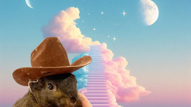 Is Peanut The Squirrel Done? PNUT Price Down 50% From ATH