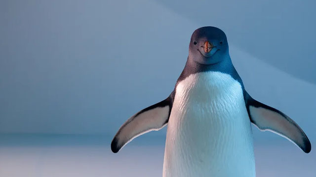 Trending Meme Coin Pudgy Penguins (PENGU) Soars 35% Weekly: Is the Rally Just Starting?