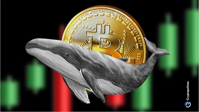 BTC whales ramp up accumulation to highest level since 2013