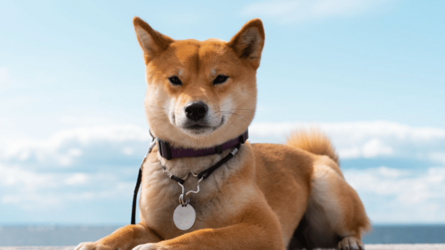 Top 8 memecoins every investor should pay attention to in June 2026